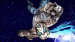 DiraMoon avatar