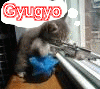 Gyugyo1010 avatar
